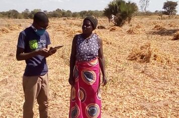 A mobile application supported by the Czech Development Agency (ČRA) helps Zambian farmers better cope with climate change