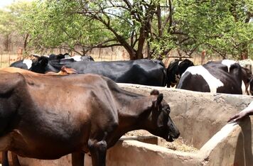 We teach Zambian farmers how to increase milk yield from cows by making small changes